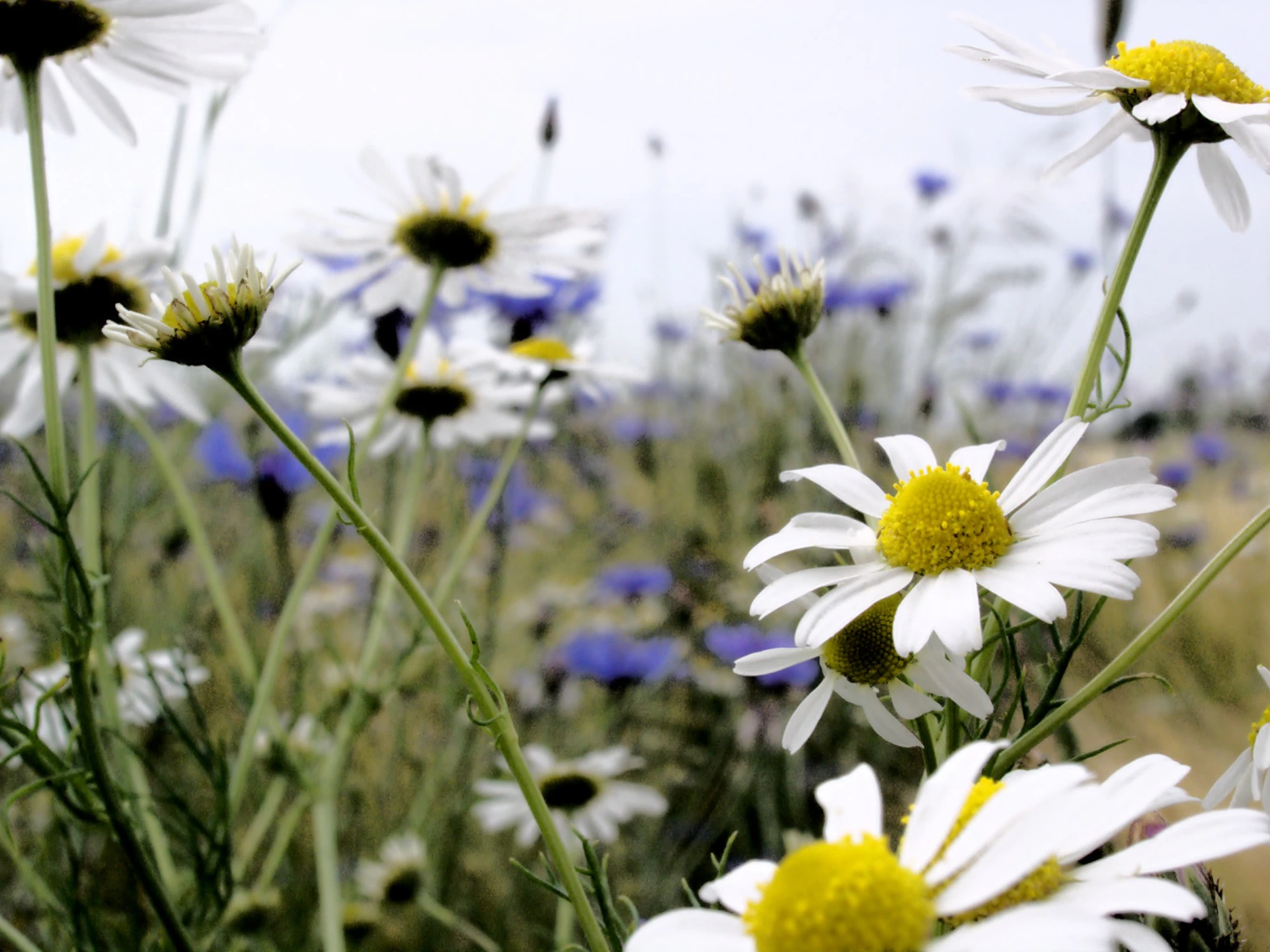 Author, Professor, Speaker
